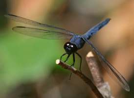 Slaty Skimmer